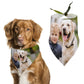 Custom Photo Pet Scarf